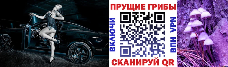 Галлюциногенные грибы Psilocybe  Сосновый Бор 